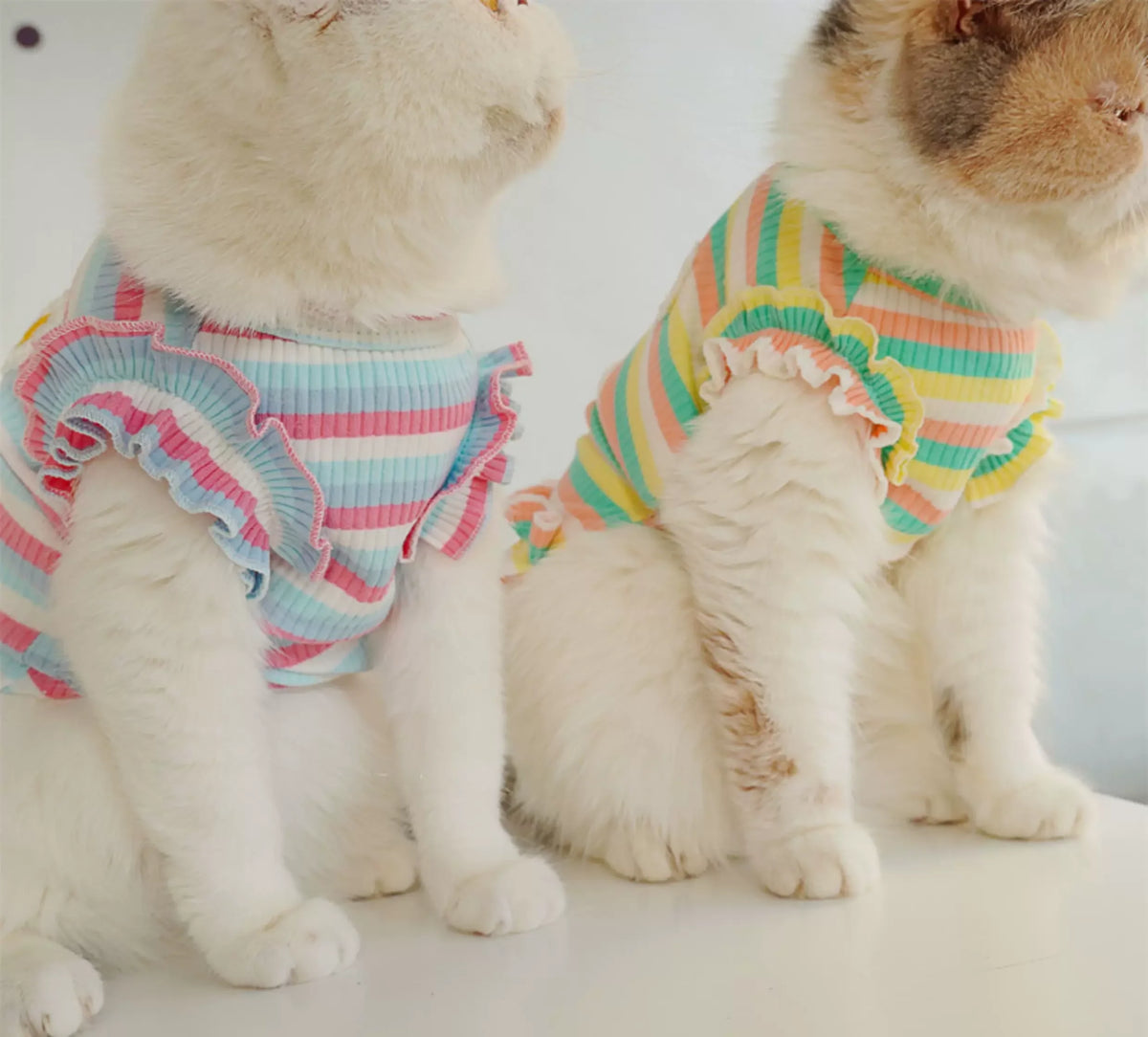 Pet Gifts