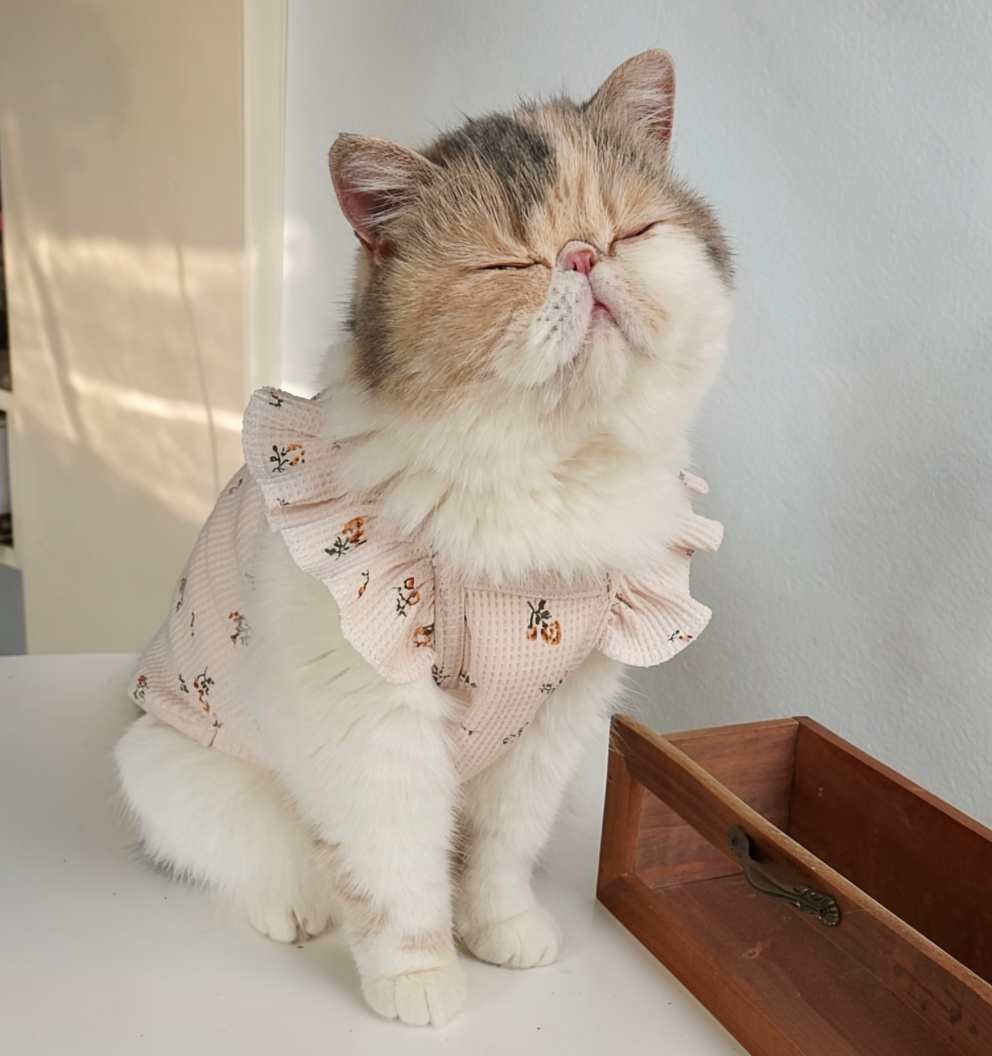 Milk Tea Ditsy Floral Pet Vest